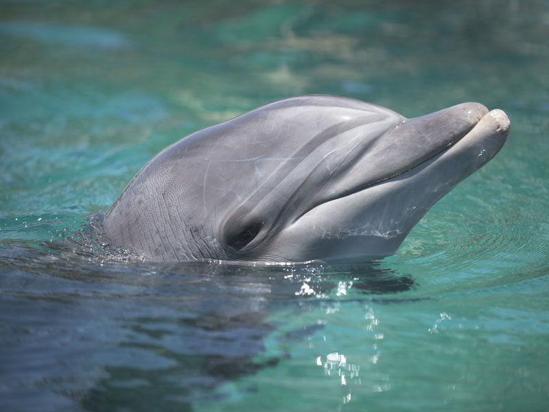 Comprar casa no SeaWorld